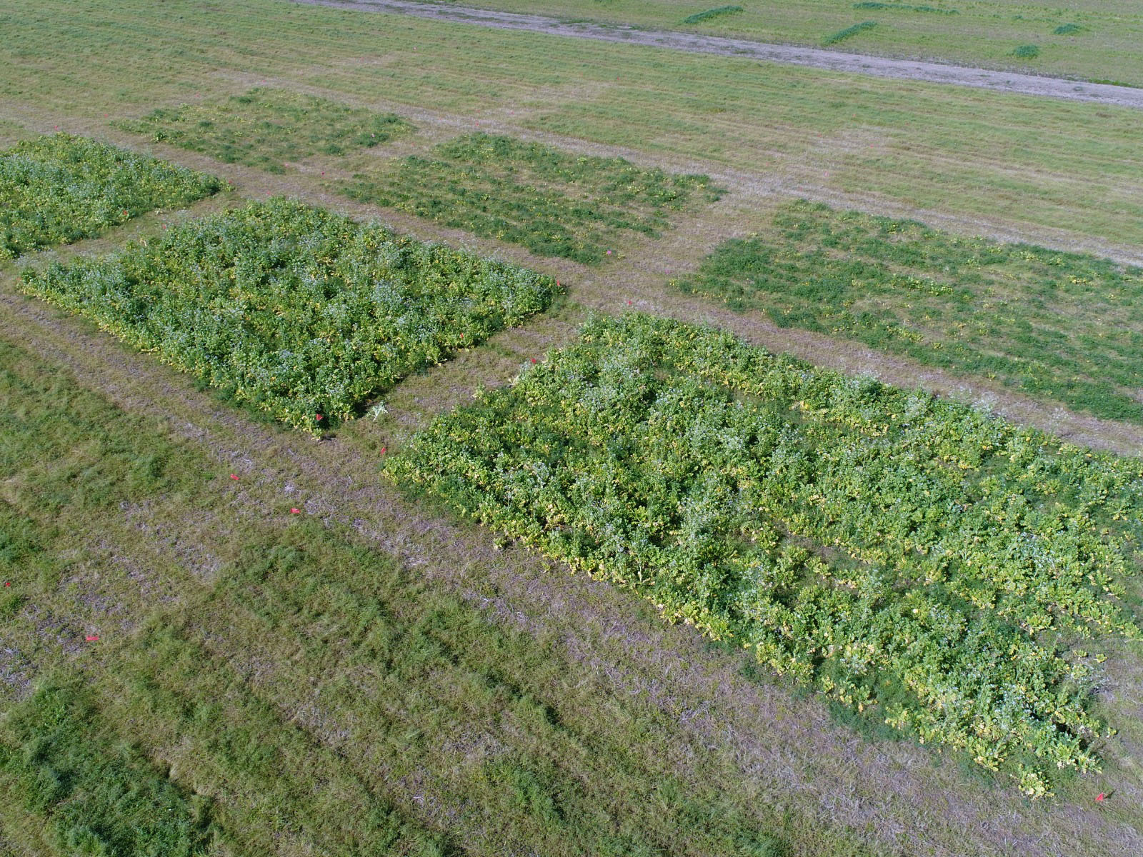 Planting Date Effect on Cover Crops Biomass Yield and Nutrient Turnover